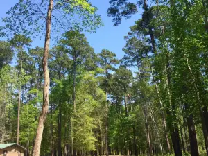 Forêt nationale Davy Crockett