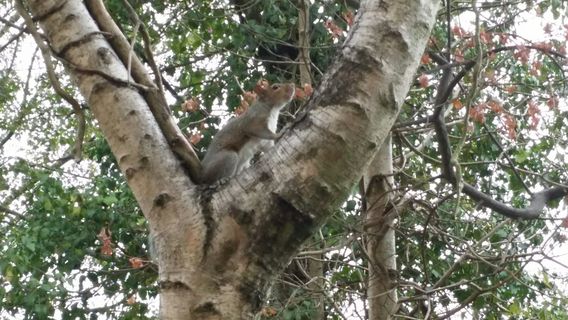 Gunnersbury Triangle, London Wildlife Trust