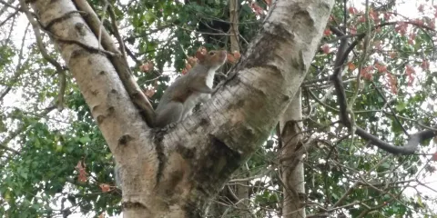 Gunnersbury Triangle自然保留地