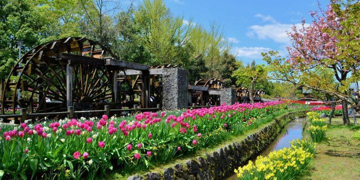 チューリップ四季彩館