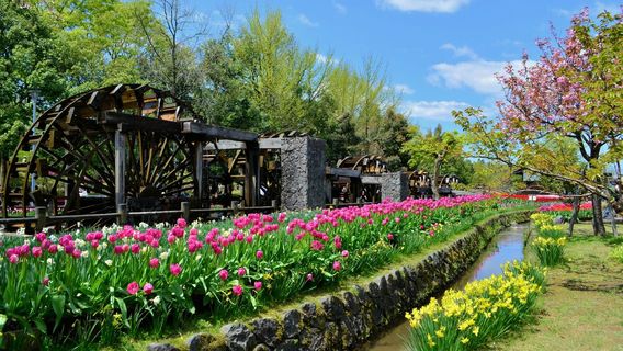 TONAMI TULIP GALLERY