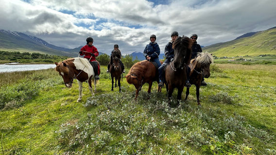 Tvistur Horse Rental