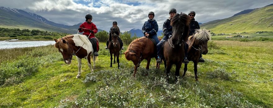 Tvistur Horse Rental