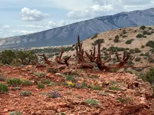 Pryor Mountain Wild Mustang Center