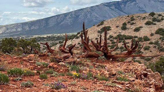 Pryor Mountain Wild Mustang Center