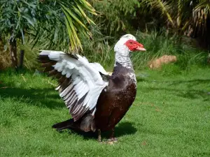 Pachamama Eco Park - Botanical Garden