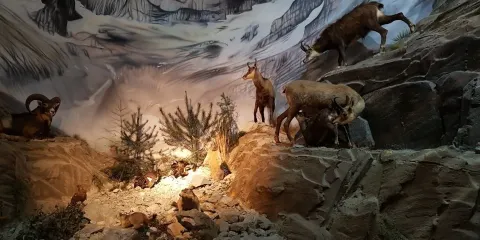 Musee des Mineraux Et de la Faune des Alpes