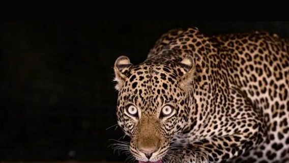 Foot On Kili Tanzania Adventures