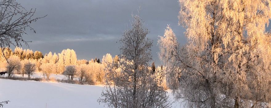 Kirkkovuori Nature Observation Tower