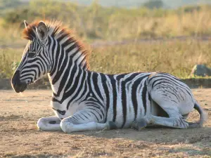 iMfolozi Game Reserve