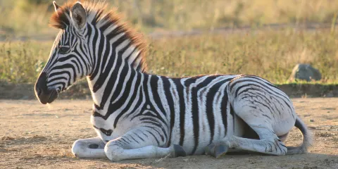 iMfolozi Game Reserve