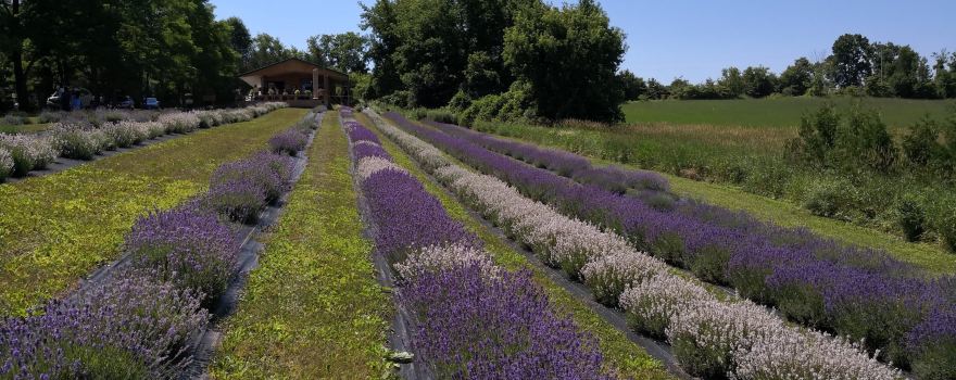 Christel Lake Lavender