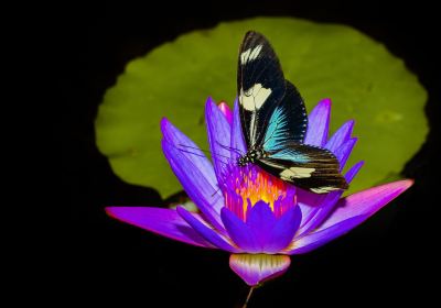 Butterfly Garden Kas