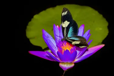 Butterfly Garden Kas