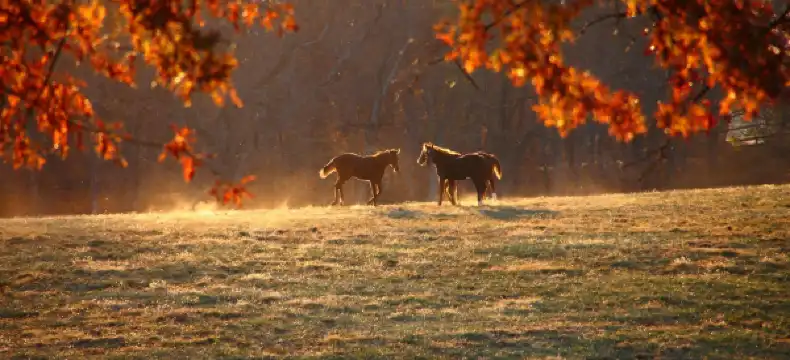 Hotels in Oldham County