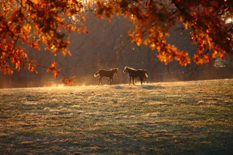 Hotels in Oldham County