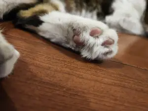 Persian Cat Museum