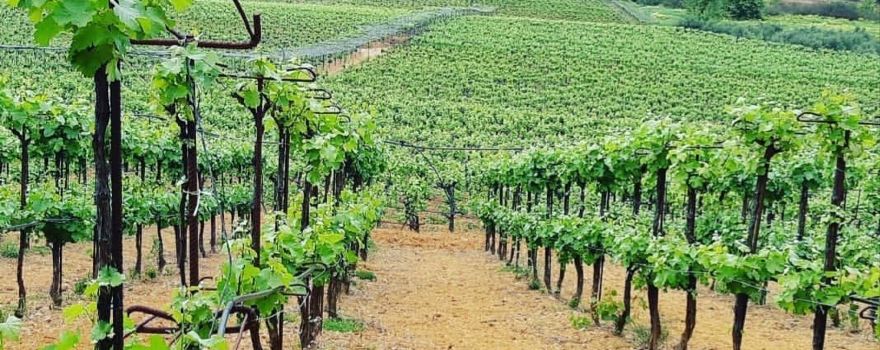 Mavres Winery
