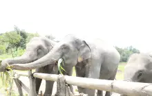 Elephant Pride Sanctuary