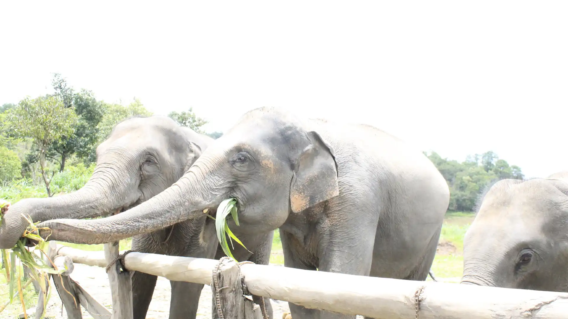 Hotels near Elephant Pride Sanctuary