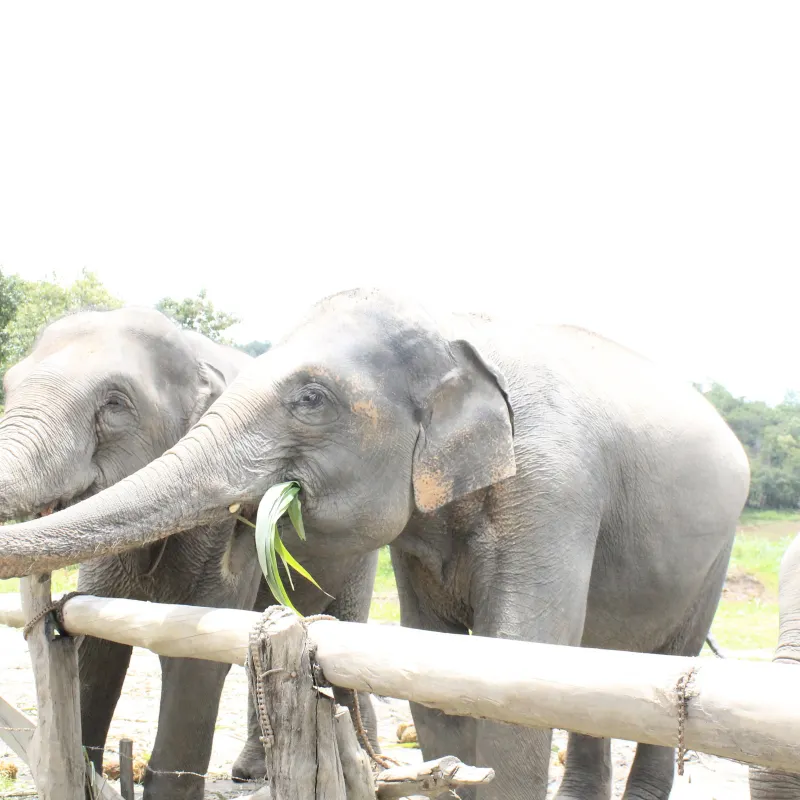 Elephant Pride Sanctuary