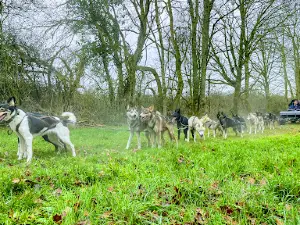 HUSKY D'ANJOU: LE MONDE DU CHIEN DE TRAÎNEAU