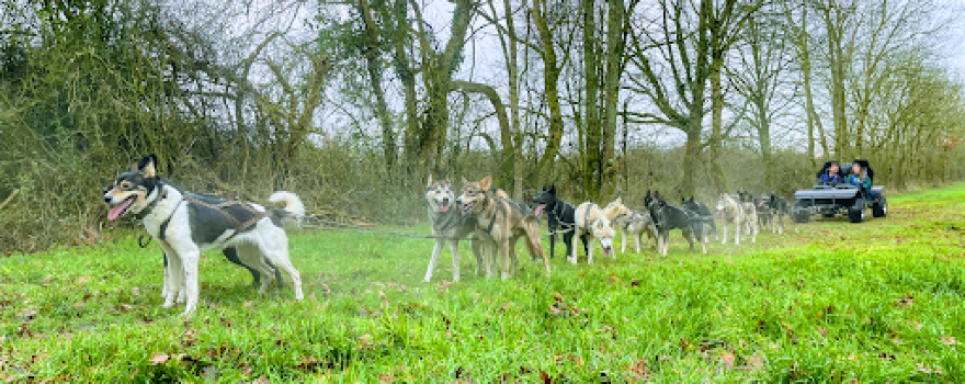 HUSKY D'ANJOU: LE MONDE DU CHIEN DE TRAÎNEAU