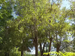 Noor Park