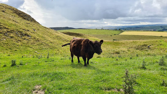 Milecastle 39 - Hadrian's Wall