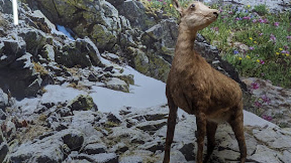 Natural Sciences Museum Cherni Osam