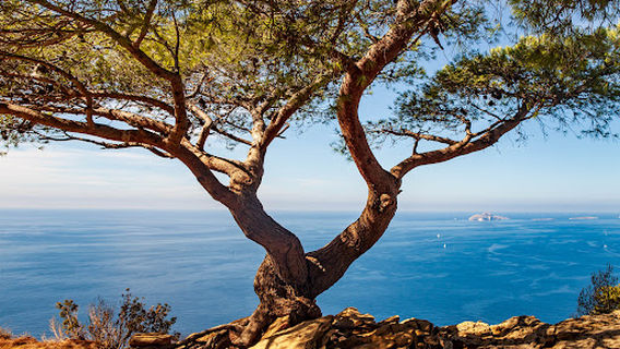 Cassis