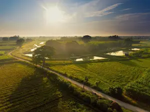 Cây Ngô Đồng - Phim trường Mắt Biếc
