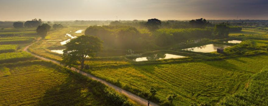 Cây Ngô Đồng - Phim trường Mắt Biếc