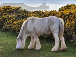 National Trust - Rhossili and South Gower Coast