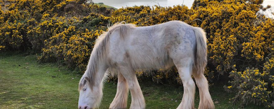 National Trust - Rhossili and South Gower Coast