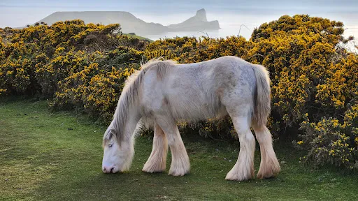 National Trust - Rhossili and South Gower Coast