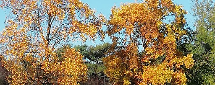 Napsbury Park (Residential Park & Gardens)
