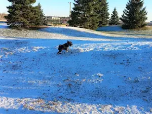Isaac's Run Dog Park