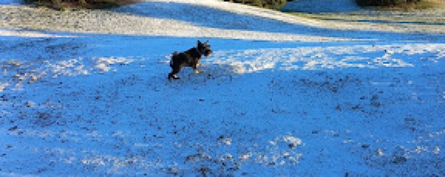 Isaac's Run Dog Park