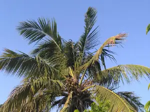 Madhav Nagar Hanuman Mandir