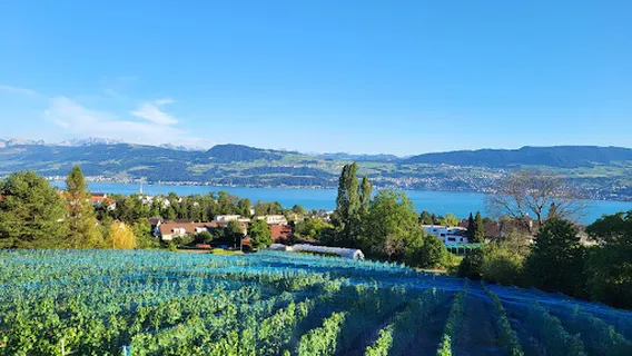 Bachmann Weingut am Zürichsee