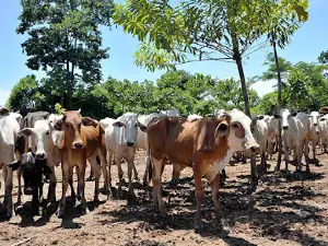 Rodeo de El Palmar