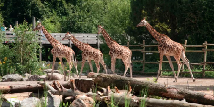阿默斯福特動物園