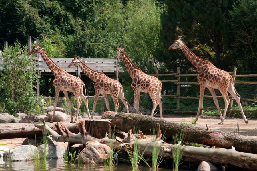 阿默斯福特動物園