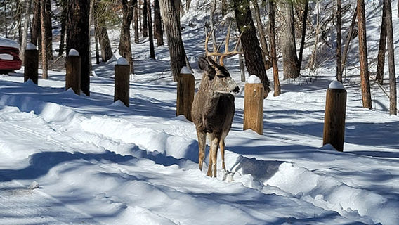 Two Rivers Ruidoso River Park