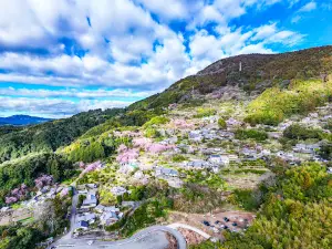 桑田山 雪割桜