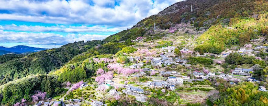 桑田山 雪割桜