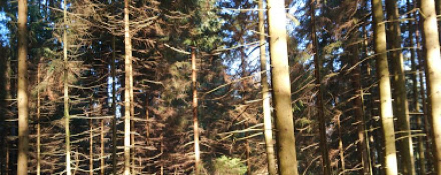 KE Kräuter- und Erlebnisgarten Hollenstein