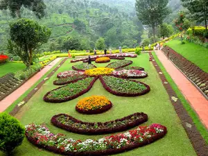 Nilgiris tea