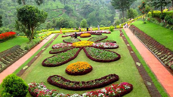Nilgiris tea